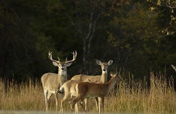 Michigan DNR Releases Deer Regulations For The 2023-25 Hunting Season ...