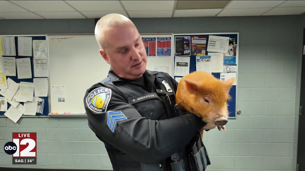 Piglet found wandering in Saginaw Township moved to foster home