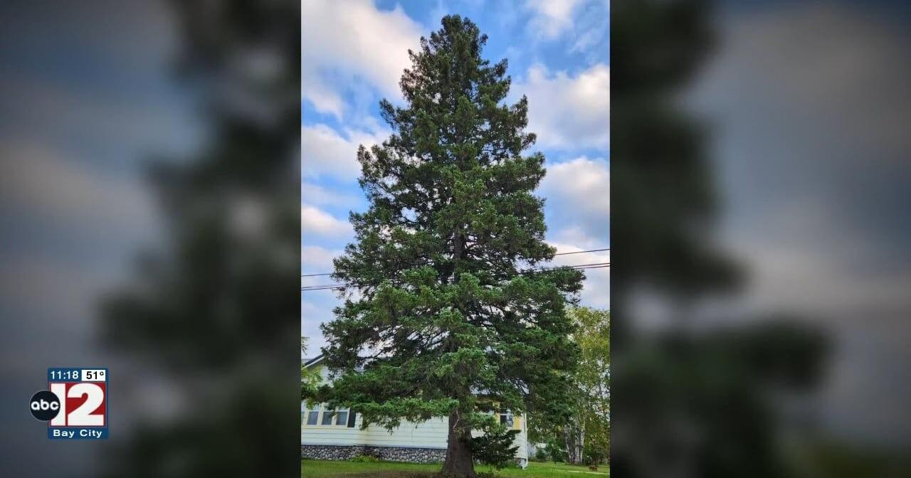 Search is on for Michigan's 2024 state Christmas tree - Vimarsana News