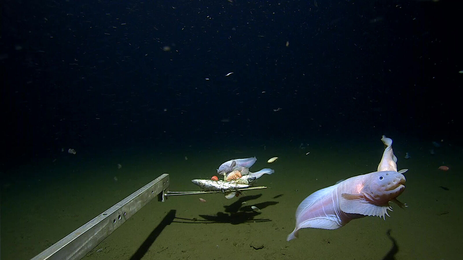 コンピュータ・IT Deep Sea Fishes 642b26ded53eb.image.jpg?crop=