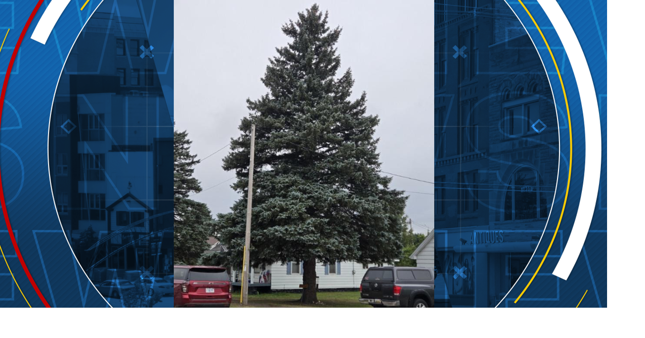 Iron Mountain spruce selected as the official state Christmas tree ...