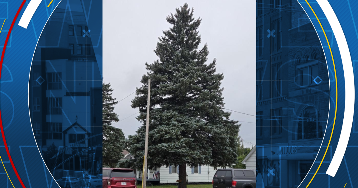 Edited Problem Tree Iron Mountain spruce selected as the official state Christmas tree ...