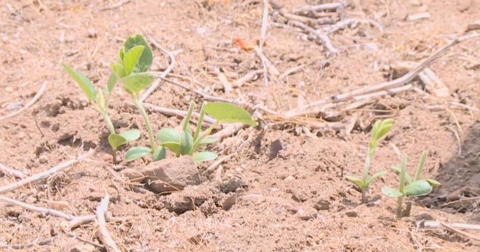 Hungry herds of deer destroying Owosso farmer's soybean crop - Vimarsana News