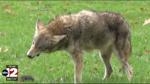 Michigan reinstates year-round coyote hunting season