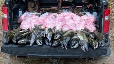 Michigan DNR seizes 460 pounds of salmon caught with illegal