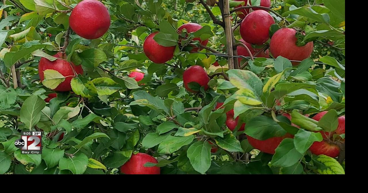Damouni Farms hosting grand opening of Genesee County apple orchard