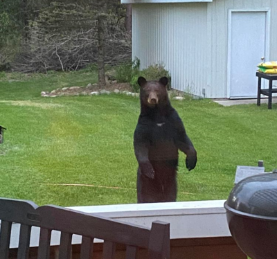 Midland County family startled by bear who appeared "very comfortable" outside their home