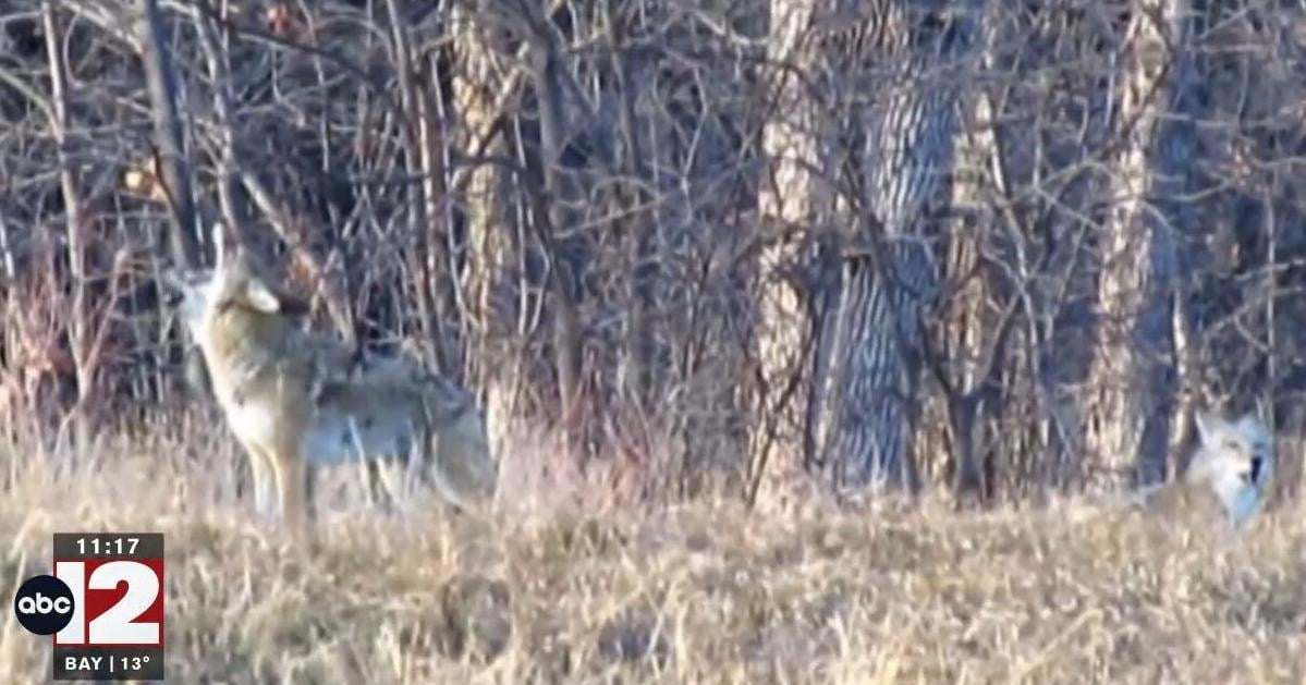 Michigan approves year-round coyote hunting and trapping again