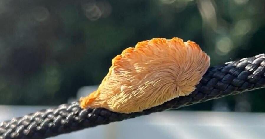 What to know about the 'extremely toxic' puss caterpillar found in Florida - Vimarsana News