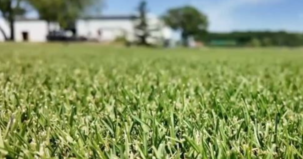 MSU researchers helped create the grass for all 16 FIFA World Cup stadiums