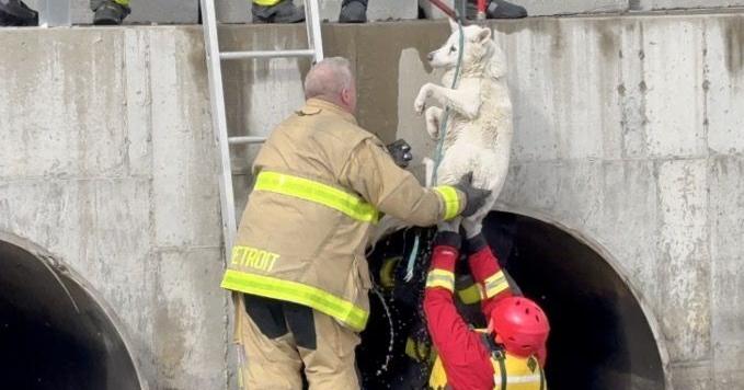 Authorities rescue Siberian Husky stranded on ice in Detroit River