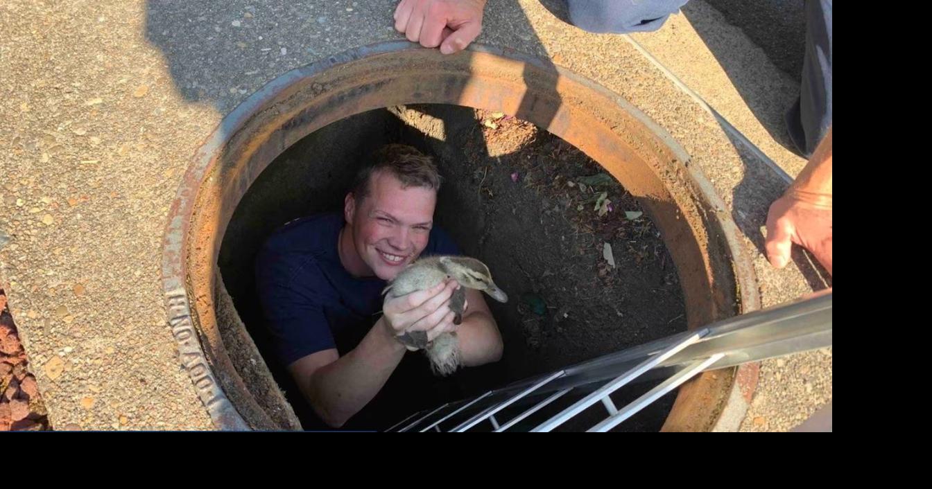 Clackamas firefighters rescue ducklings from storm drain | News | abc12.com