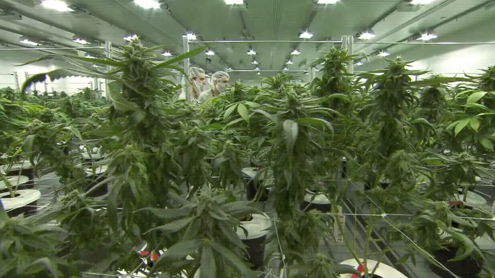 Federal rules prevent study of high-potency Michigan cannabis