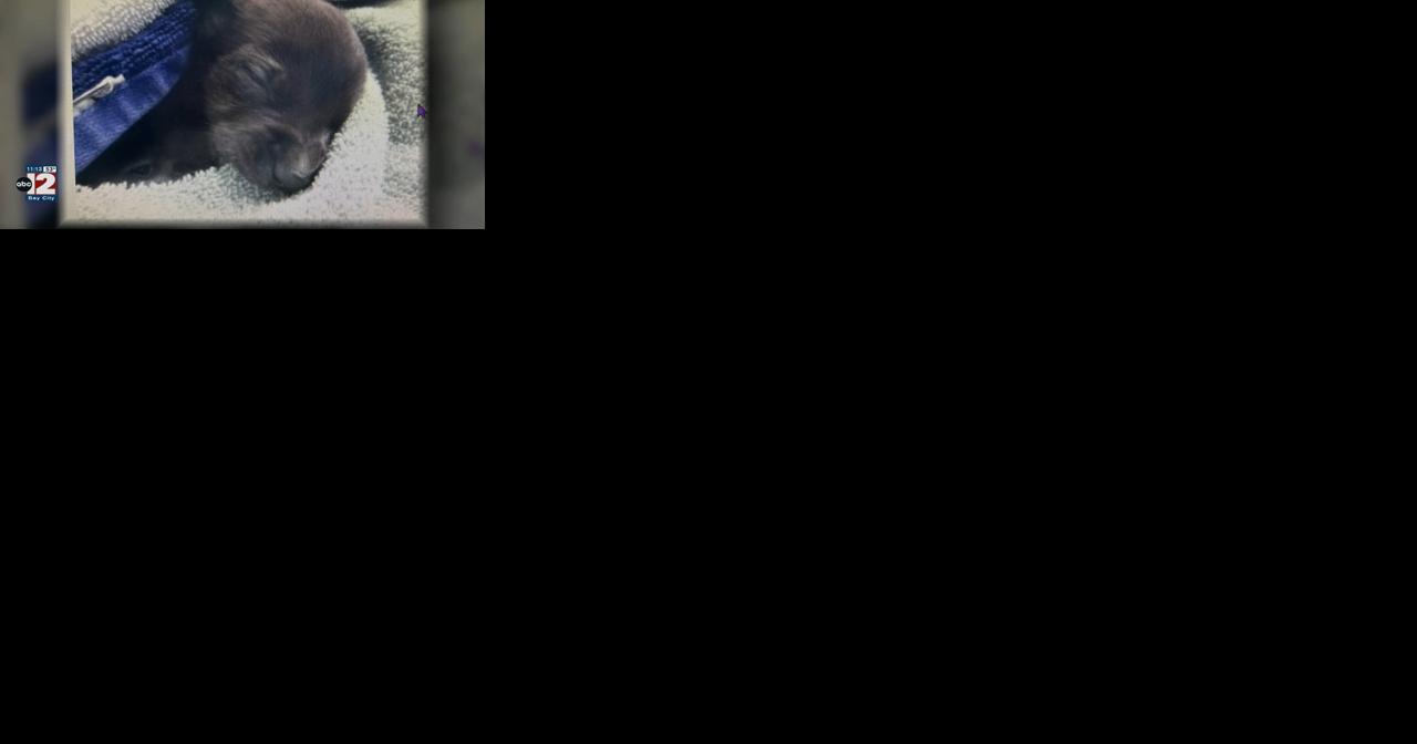 Arrest made after garbage collectors find live puppy in Flint - Vimarsana News
