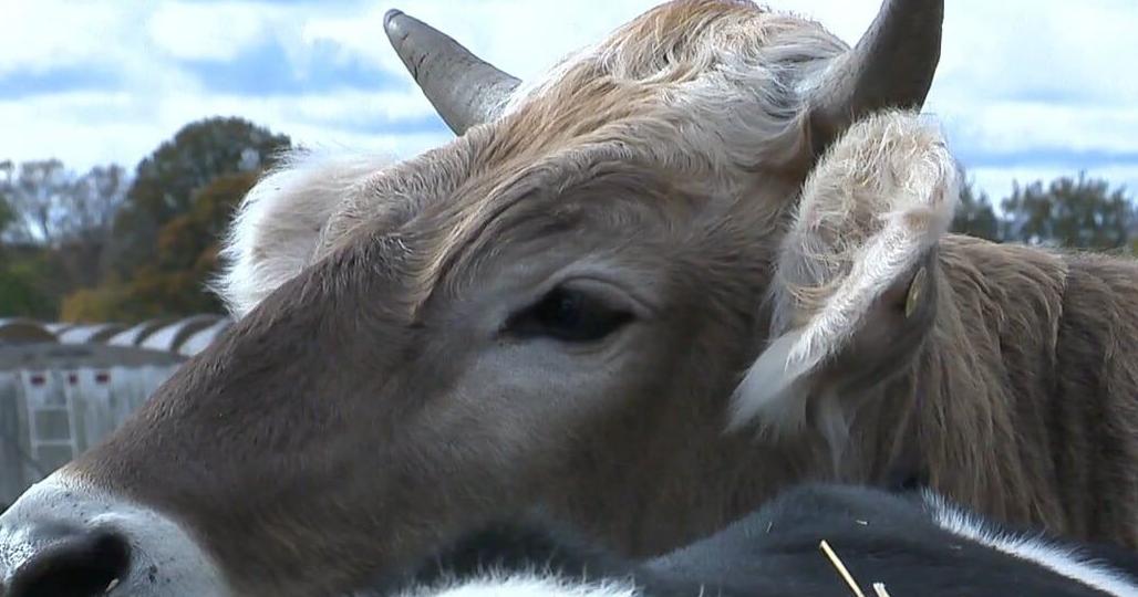 Beef import shock; Mid-Michigan farmers worry Trump's Argentina deal will hurt local producers