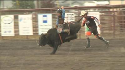 miniature bull riding growing in popularity sports