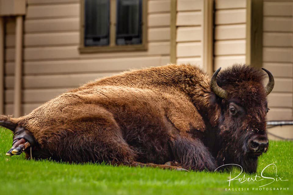 Photographer captures birth of bison in YNP ABC Fox Bozeman
