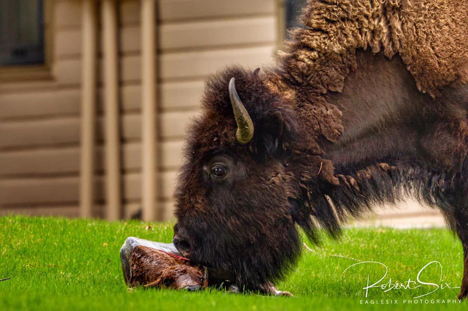 Photographer captures birth of bison in YNP ABC Fox Bozeman