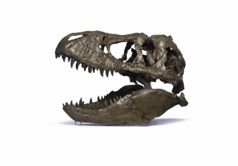 trex skull real