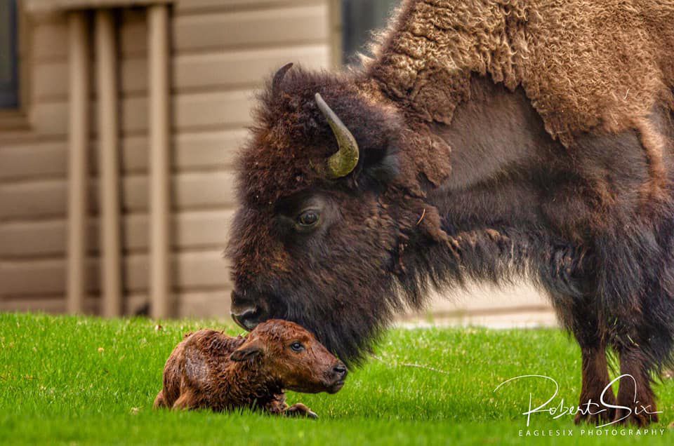 Photographer captures birth of bison in YNP ABC Fox Bozeman
