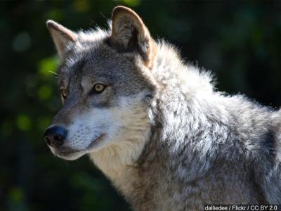 Gray Wolf Stock Image
