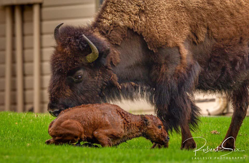 Photographer captures birth of bison in YNP ABC Fox Bozeman