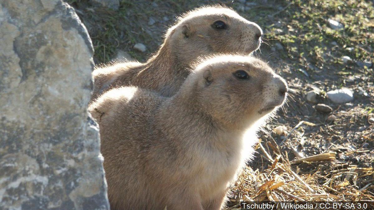 Have you been seeing more prairie dogs and gophers? ABC Fox Great