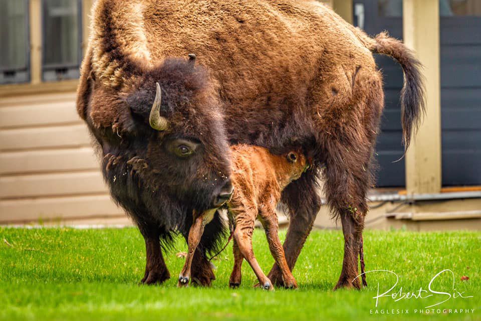 Photographer captures birth of bison in YNP ABC Fox Bozeman