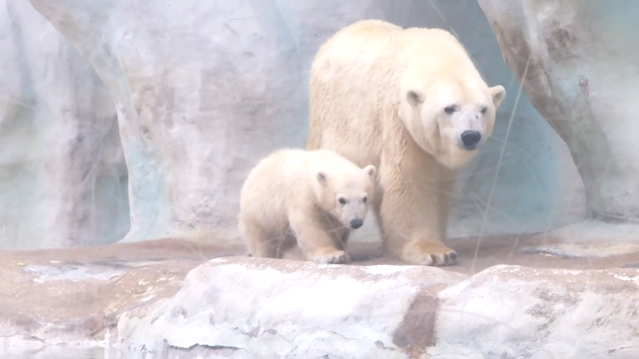 Baby polar bear makes debut at Toledo Zoo | Regional News ...