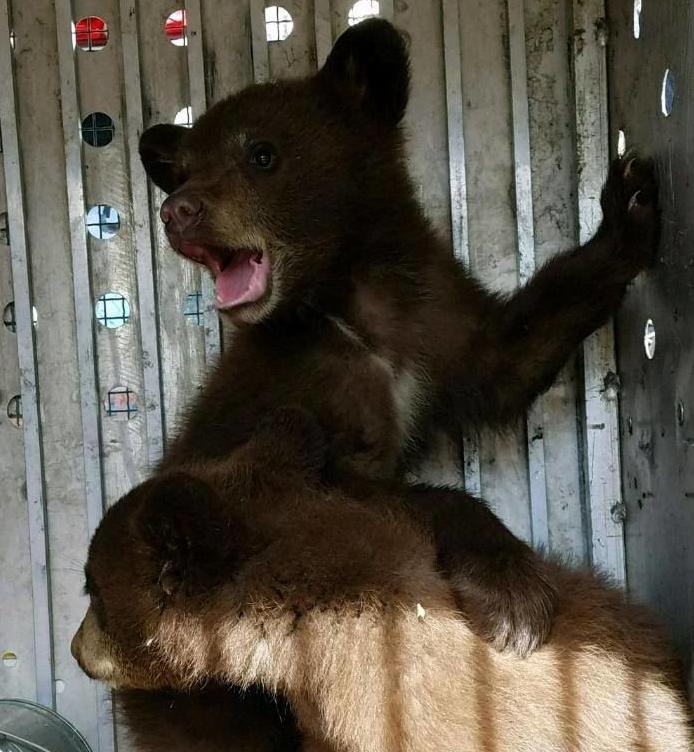 Black Bear With Two Cubs Captured In Seeley Lake Abc Fox Kalispell