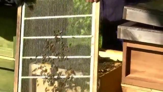 Learning Behind Bars >> Bees Behind Bars How Inmates Are Learning About Beekeeping Learning Behind Bars >> Bees Behind Bars How Inmates Are Learning About Beekeeping