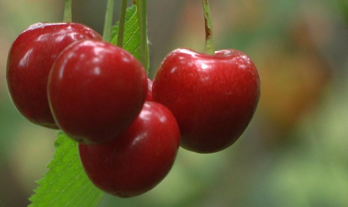 Growers say Flathead cherries are late this season but coming soon