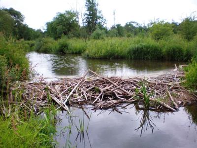 beaver dam destroying flooding abcfoxmontana impacts stops environment sms whatsapp email print twitter