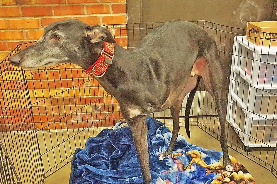 Let S Raise The Woof News Abilene Rc Com