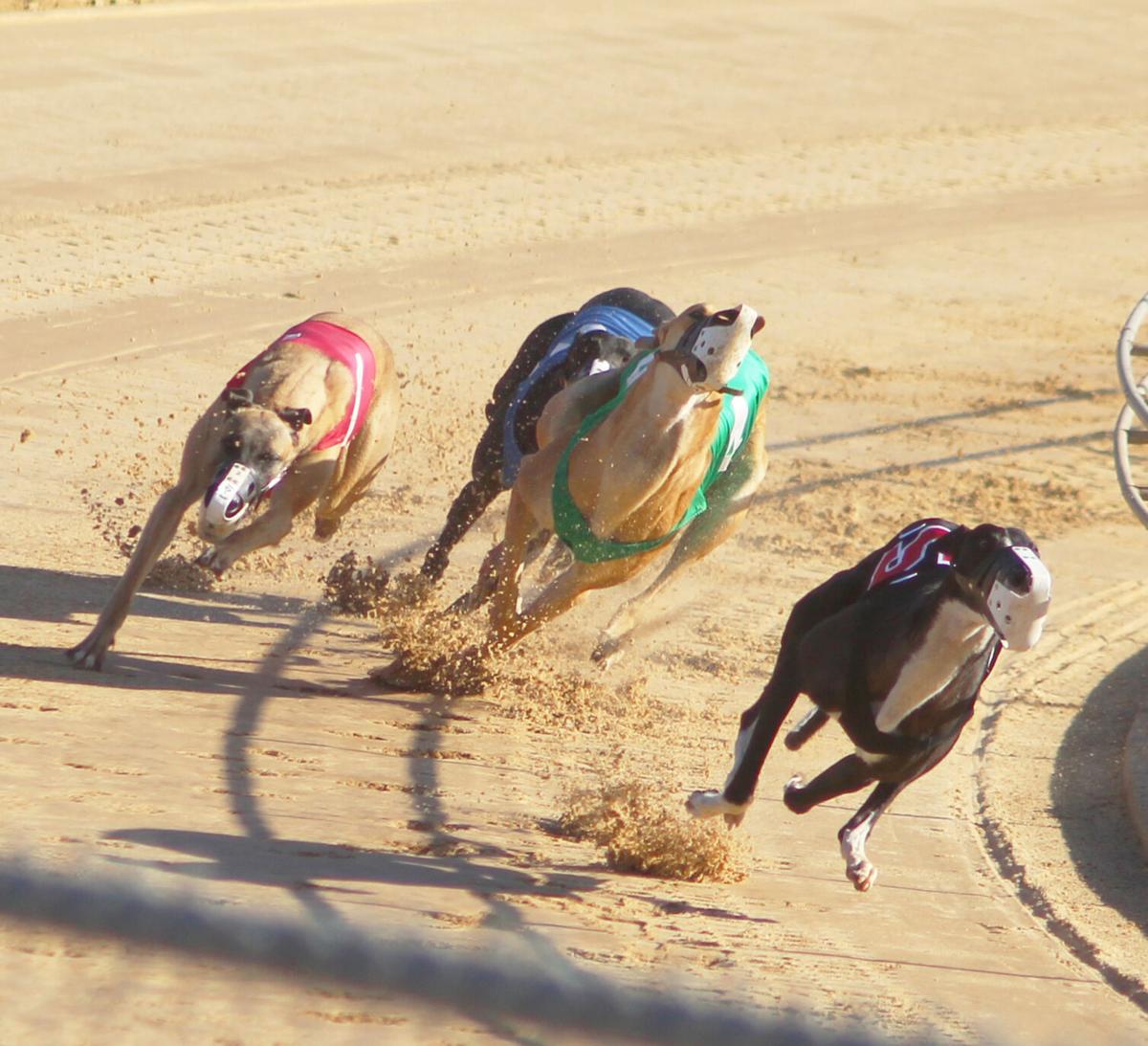 Greyhounds race in the finals 4