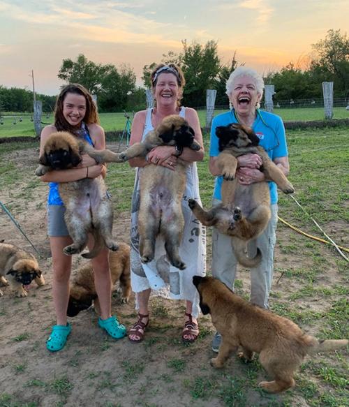 Leonberger puppies