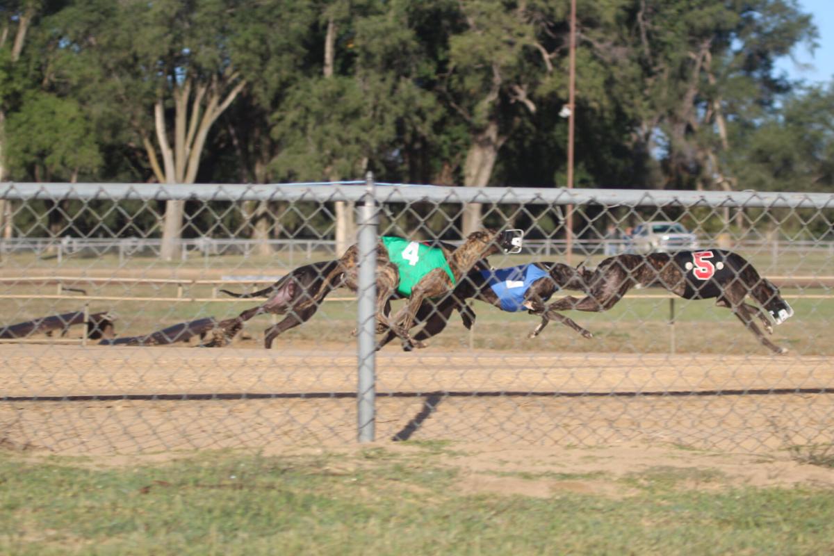 Greyhounds race in the finals 5