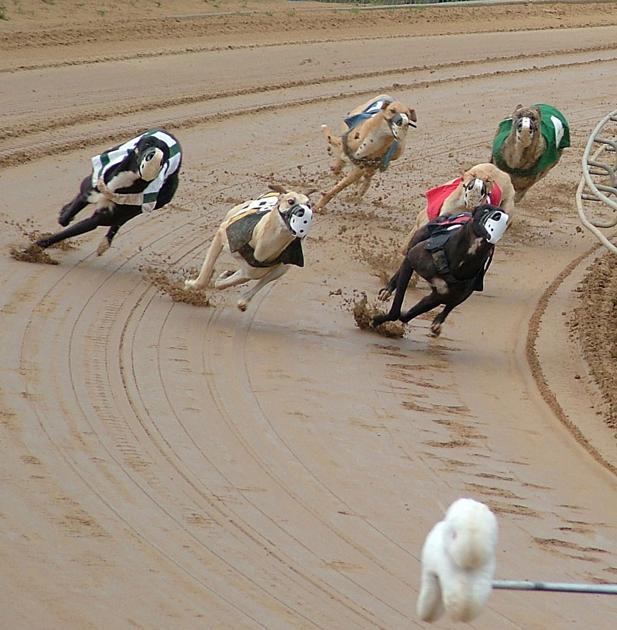 Greyhound Meet Downsizes News Abilene Rc Com