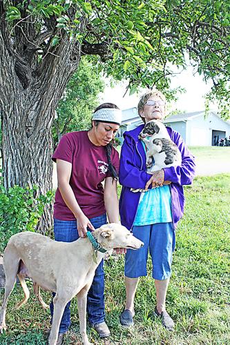 Annual event promotes greyhound adoption