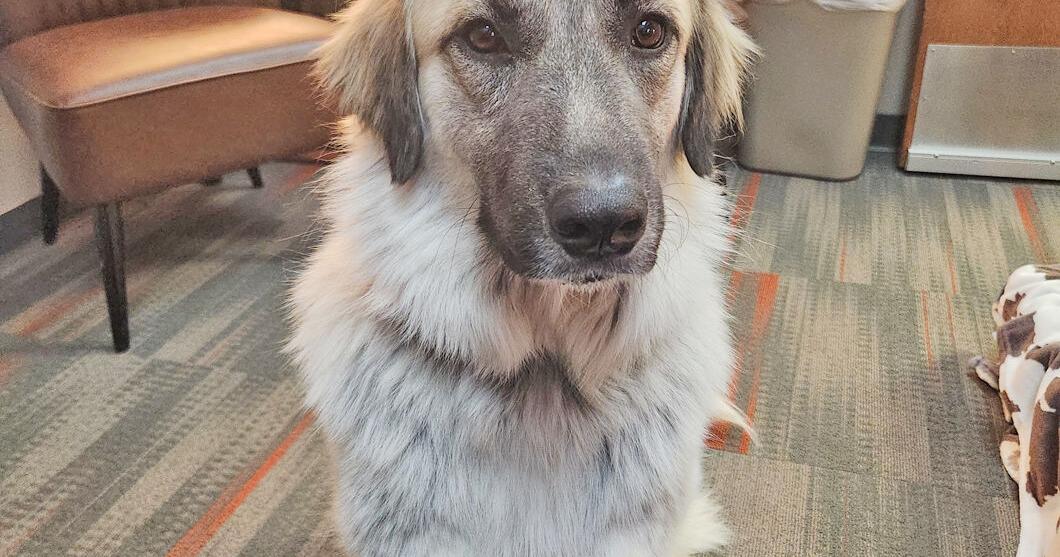 Facility dogs find their place in Abilene schools