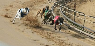 Greyhound Breeders Say Goodbye News Abilene Rc Com