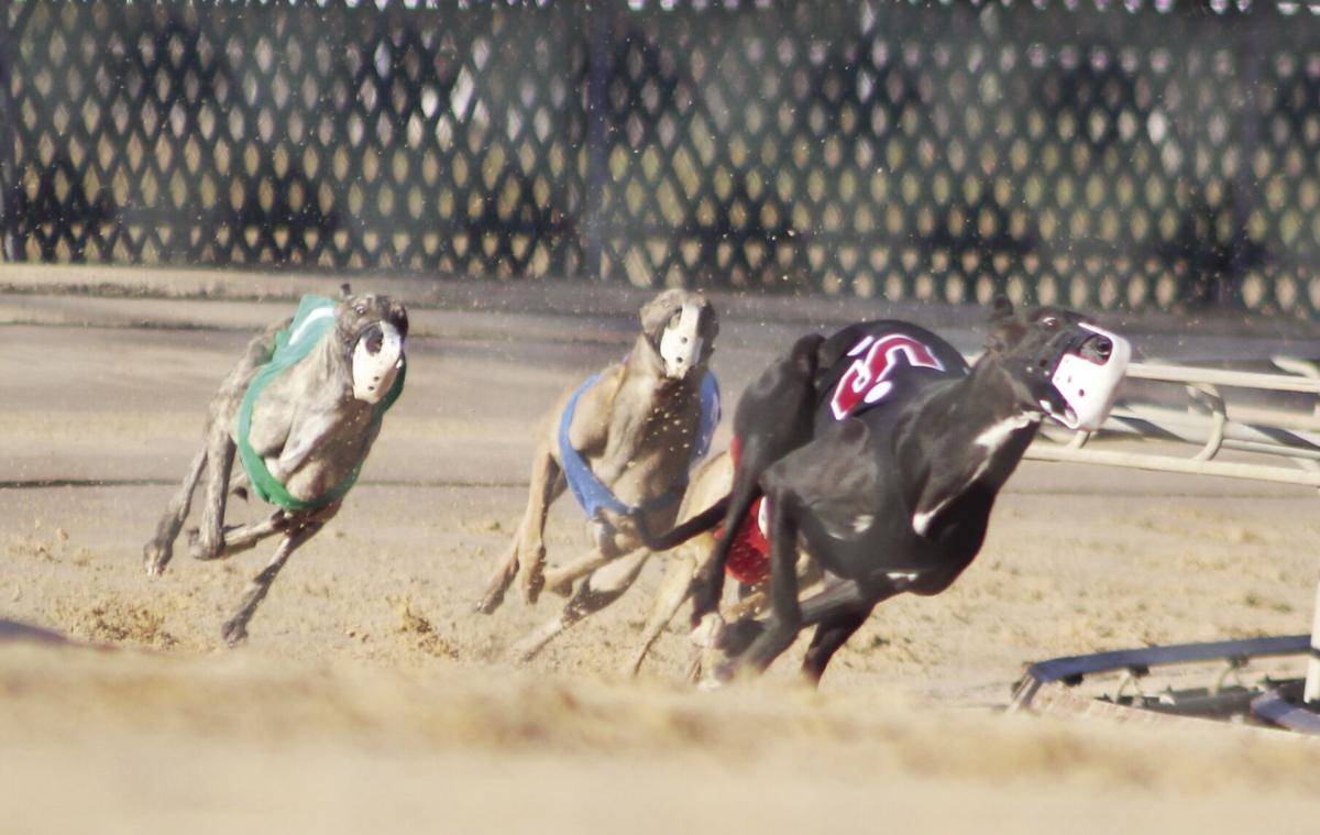 Greyhounds race in the finals 1