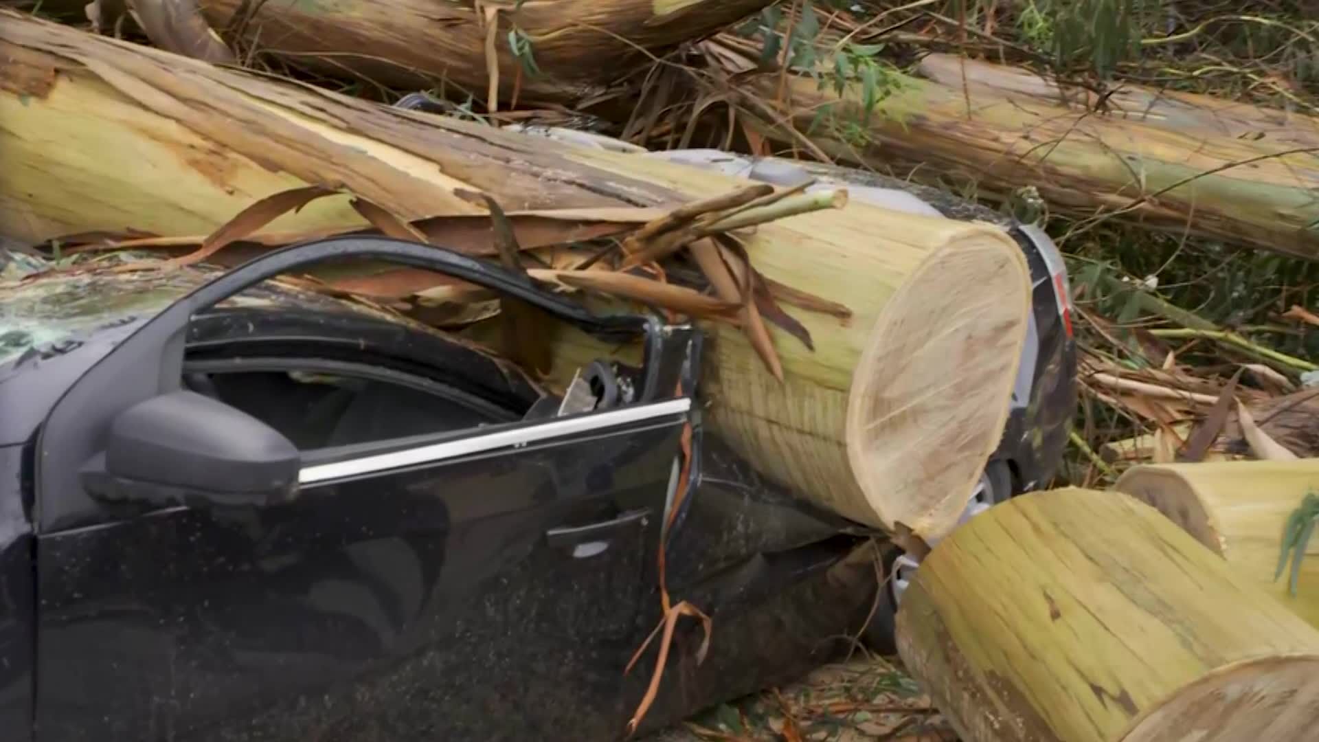 Heavy Winds Coming Up Hillsides in Santa Cruz Cause Down Trees and Power Outages