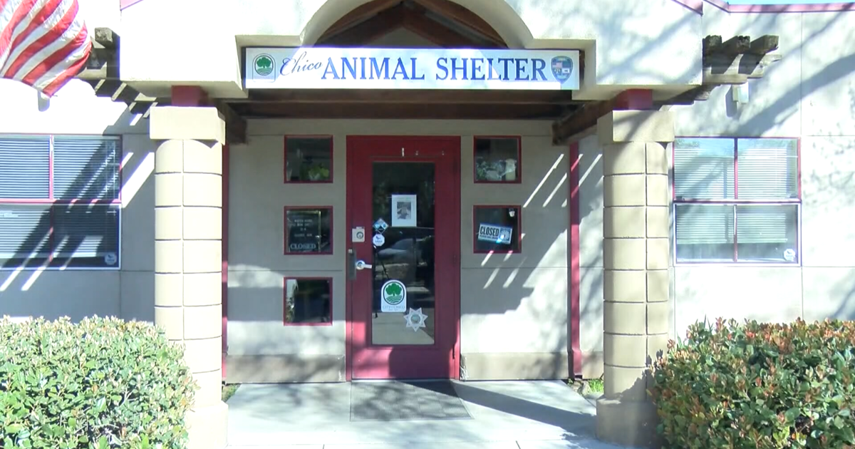Chicko Rescue Chico Animal Shelter expands walk-in hours for pet adoption | News ...