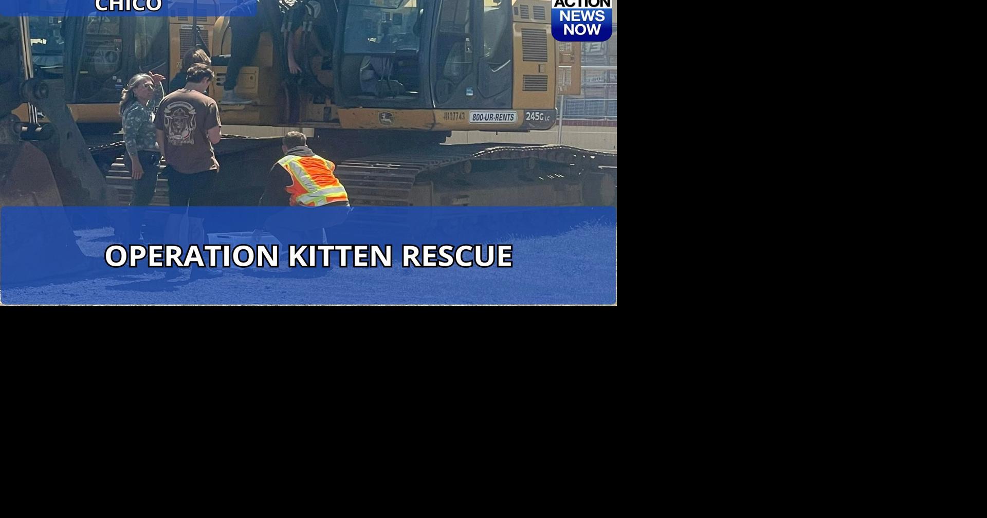 Four kittens rescued from excavator by Chico Airport crew in ‘Operation ...