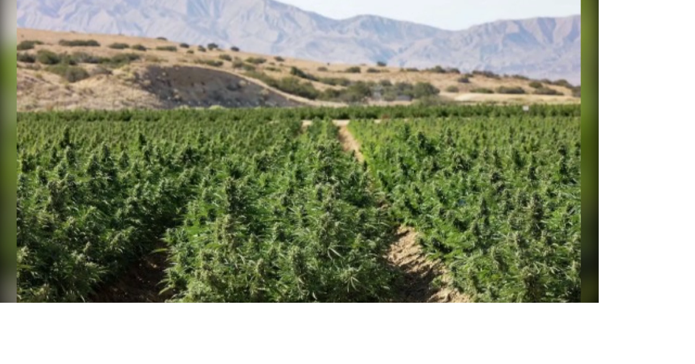 Chico city council votes to move forward with the approval of commercially grown cannabis