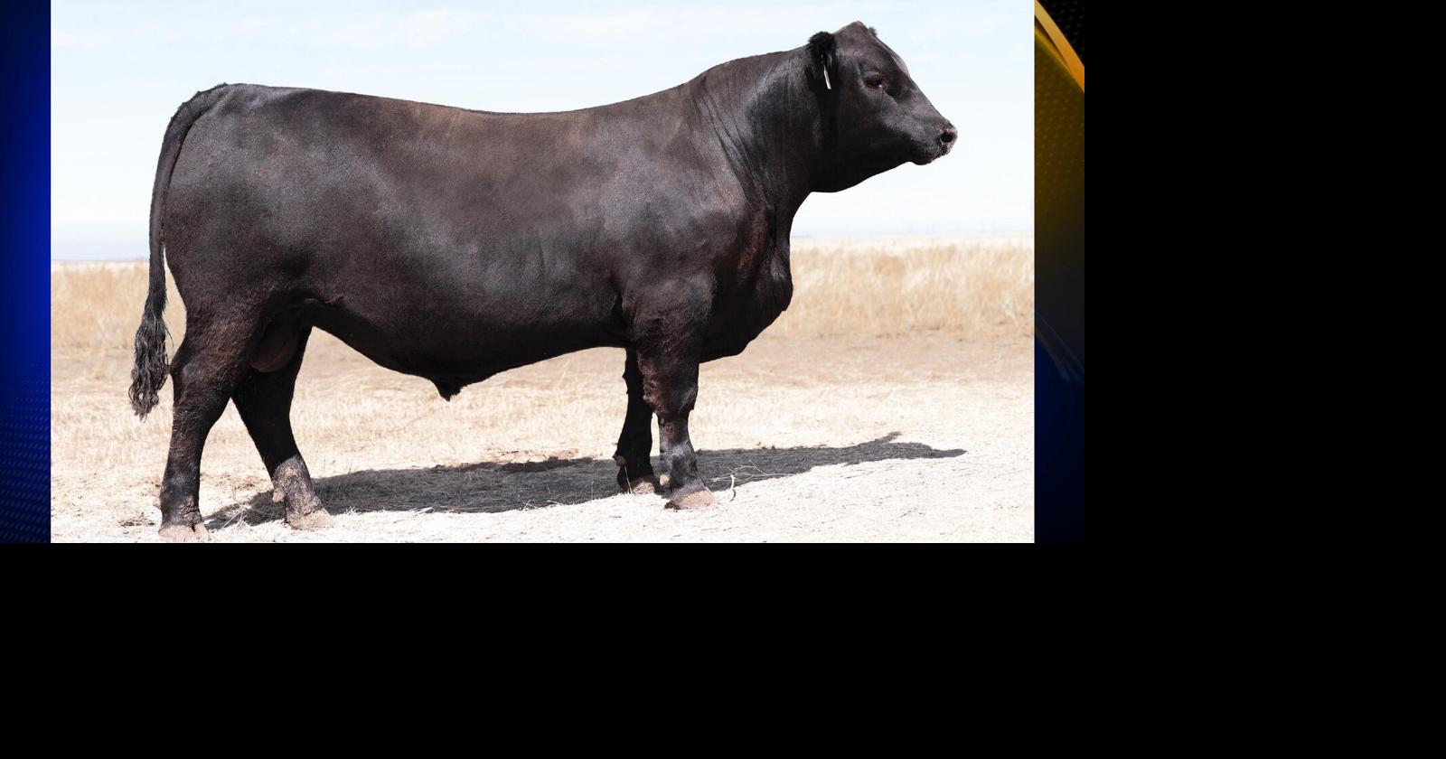 Split Creek Angus in Tehama County wins back-to-back Champion Bull ...