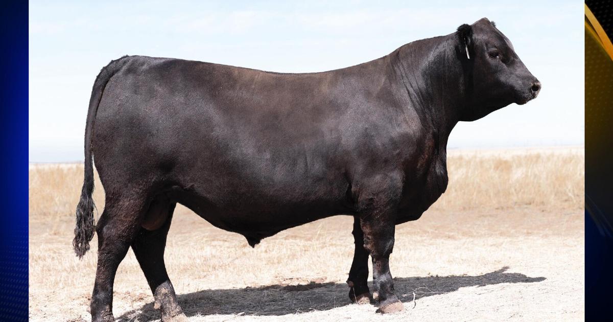 Angus Bull Ripped Split Creek Angus in Tehama County wins back-to-back Champion Bull ...