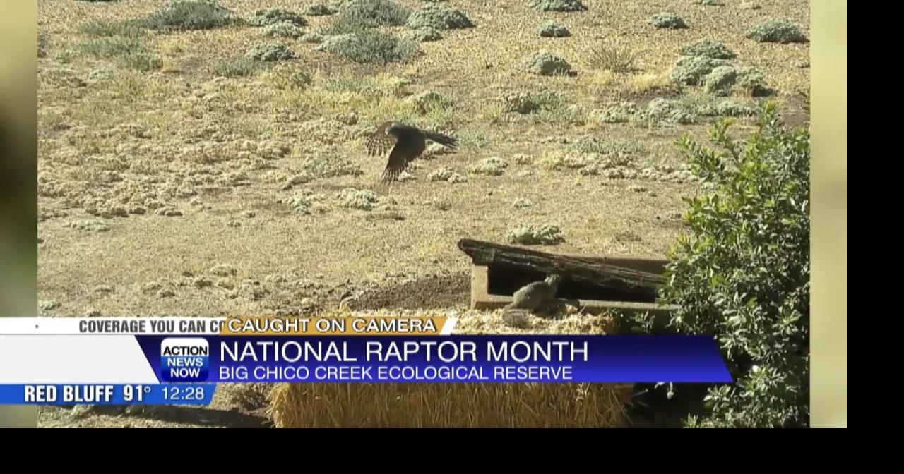 National Raptor Month | Video | actionnewsnow.com