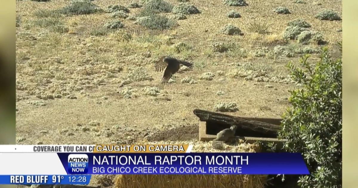 Vede Raptor National Raptor Month | Video | actionnewsnow.com